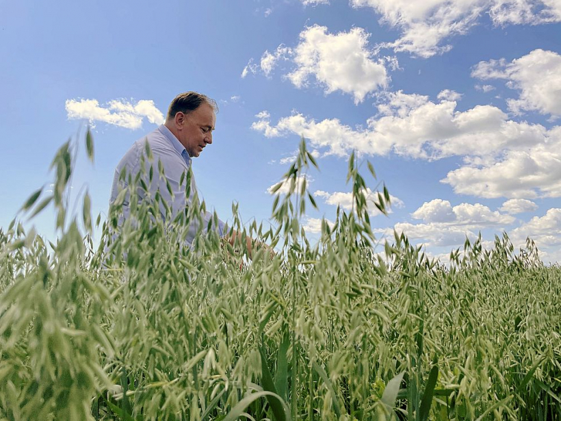 Zemnieku saimniecībā "Kotiņi" audzē dažādas kultūras, tostarp auzas, īpaši domājot par augu seku un augsnes auglību. No graudaugiem un pākšaugiem saimniecībā gatavo gan sēklu un lopbarību, gan pārtikas produktus. Attēlā – 2020. gada konkursa "Gada lauksaimnieks Baltijas jūras reģionā" Latvijas finālists Aldis Ločmelis no ZS "Kotiņi" vērtē gaidāmo auzu ražu.