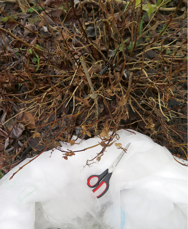 Agrotīkls apsegšanai.