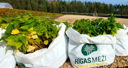 "Rīgas meži" pievienojušies Eiropas iniciatīvai par trīs miljardu koku iestādīšanu. Attēlā - bērzu stādi Tīreļu mežniecībā.