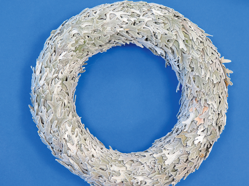 Vainags no pelēkajām krustainēm.