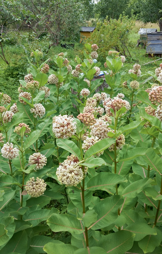 Labos dzīves apstākļos asklēpijas var kļūt nevaldāmas.