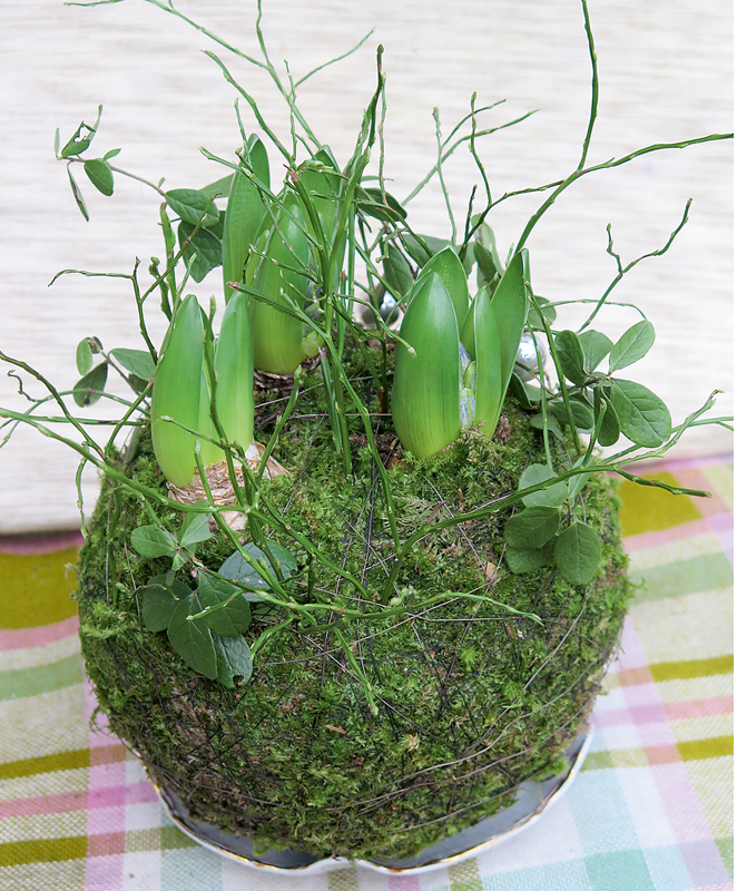 Hiacinšu "podiņš" ar sūnām.