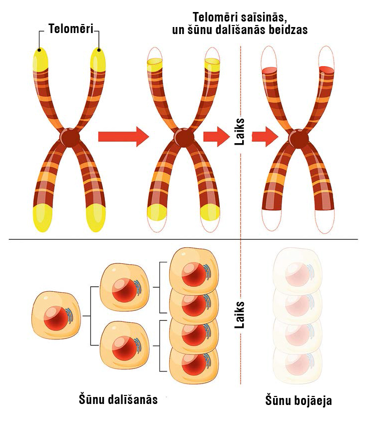 Novecošanās process.
