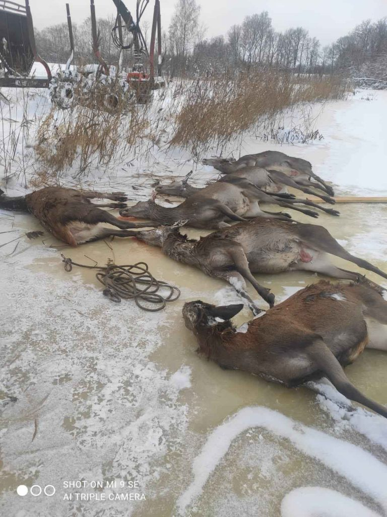 Bojāgājušie teļi un otrā gada gotiņas, kas augumā mazākas.