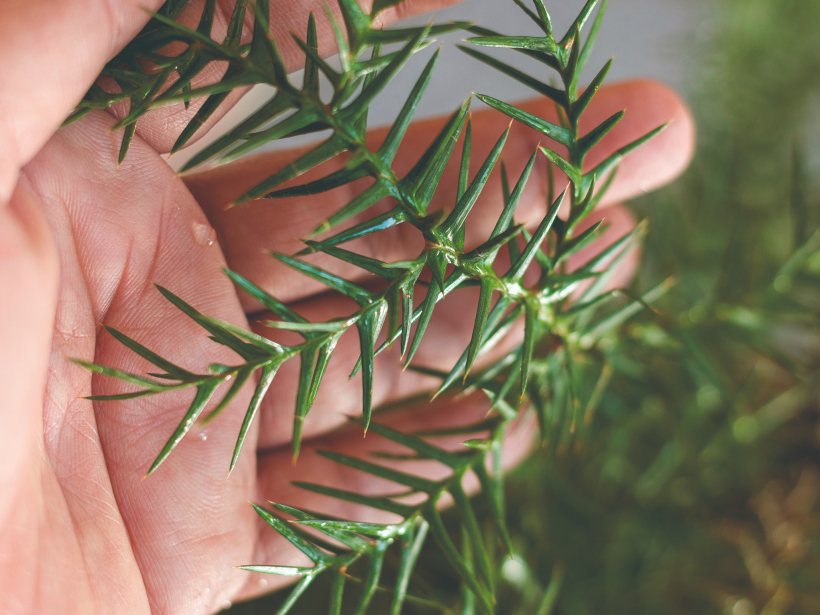 Pie mums araukārija vislabāk jutīsies kā telpaugs.