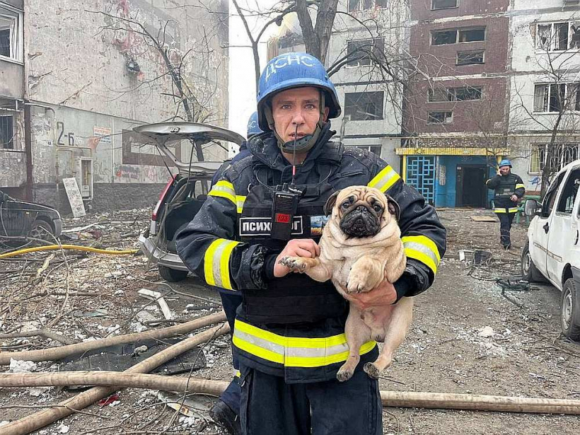 Krievijas sabombardētajā Ukrainā daudzi dzīvnieki paliek bez saviem saimniekiem. Attēlā: glābējs Zaporižjā šā gada martā no kādas sagrautas dzīvojamās ēkas izglābis sunīti. 