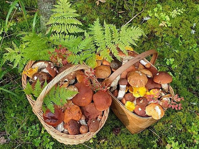 Paaudzēs pārmanto ne vien sēņošanas prasmes, bet arī citas ar to saistītās zināšanas – apvidū lietotos sēņu nosaukumus, ticējumus un rituālus.