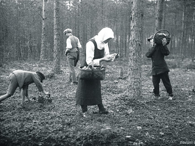 Sēņošana veclaikos.
