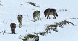 Aizsardzības statusa maiņa neatceļ legālo nepieciešamību vilkus aizsargāt, bet pieļaut adaptīvo apsaimniekošanas sistēmu, kas ir vairāk piemērota sugai, kas vairs nav apdraudēta un stabili pieaug.