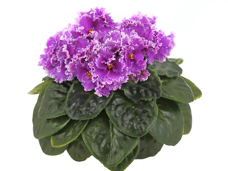 Sanpauliju saknēm labāk tīk sausāks nekā pārāk mitrs.