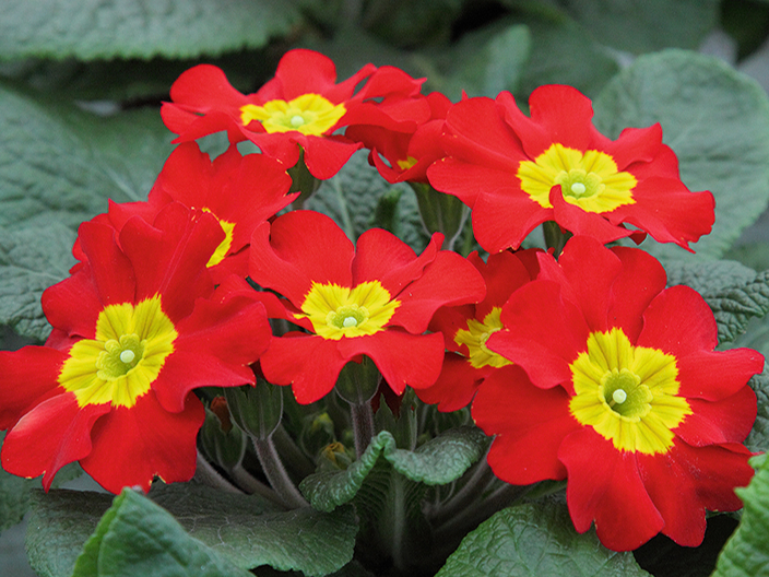 Sanpaulijas laista tikai ar siltu ūdeni, kura temperatūra ir par pāris grādiem augstāka nekā gaisa temperatūra.