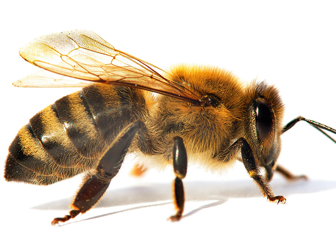 Rietumeiropas tumšā medus bite.