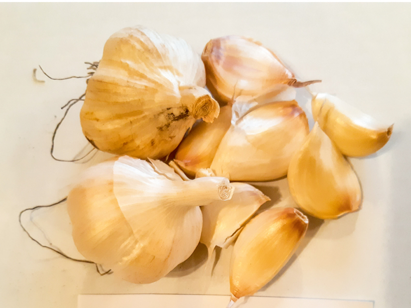 Šķirne 'Viktorio'.