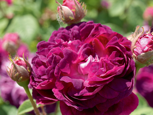 ‘Lustre d’ Eglise'