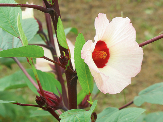 Rozella jeb Sudānas roze.