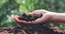 Komposts uzlabo augsnes fizikālās un ķīmiskās īpašības un rosina dzīvās būtnes augsnē.