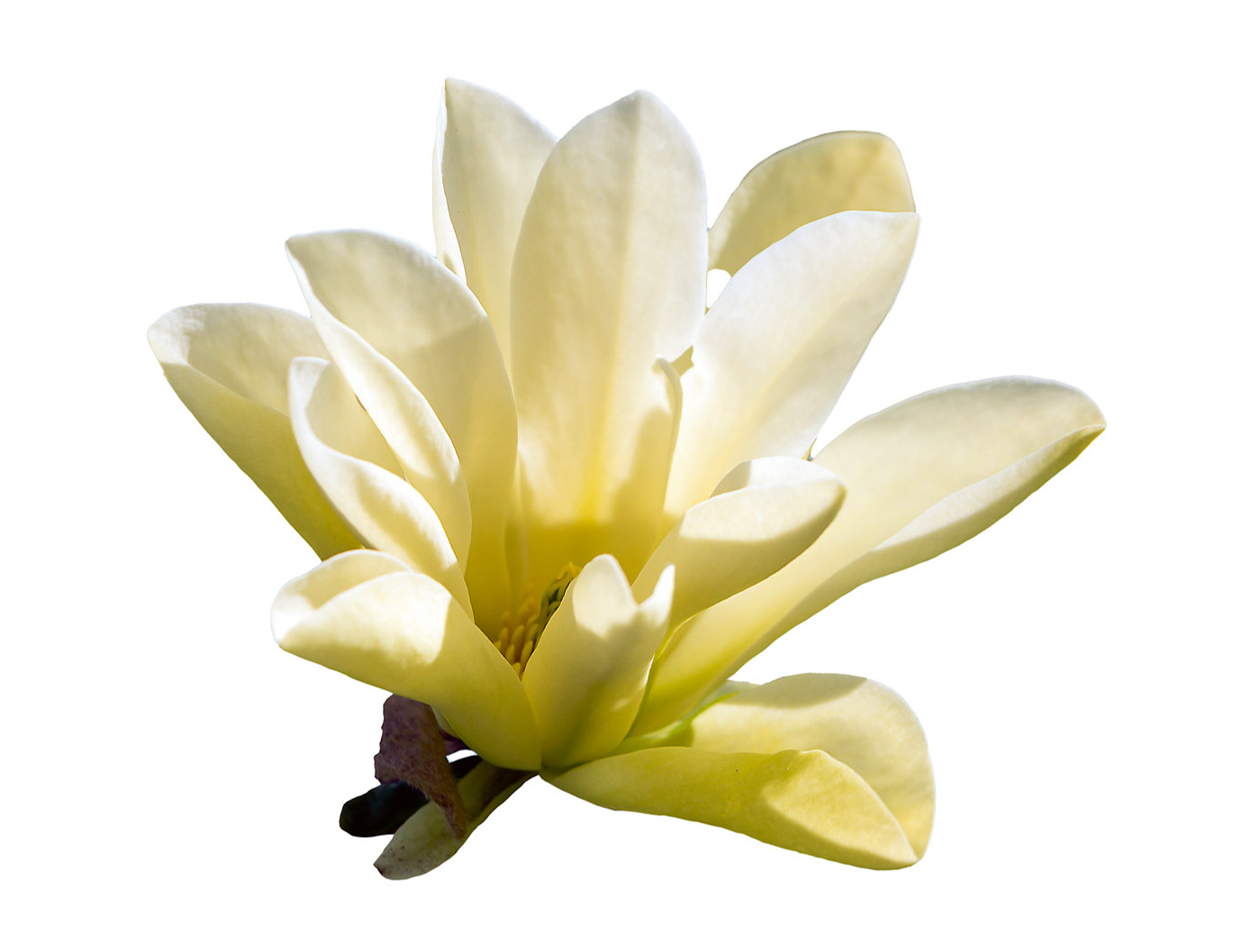 Gurķu magnolija atšķirībā no citām zied pēc lapu saplaukšanas.