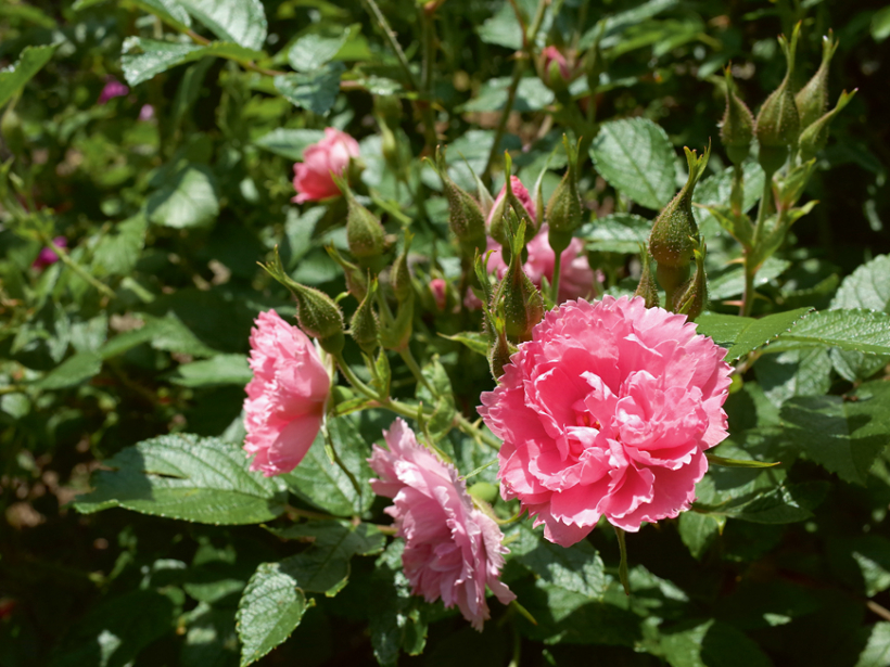 Parka roze ‘Pink Grootendorst’.