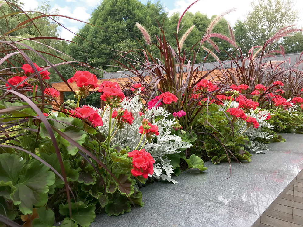 Stādījumā izmantotas trīs vasaras puķes. Ziedošās pelargonijas lieliski papildina krustaines un graudzāles, kas ir stabili dekoratīvas citādi – ar lapu krāsu un formu.