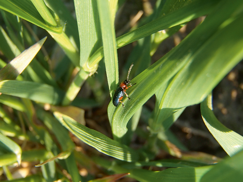 Labību sarkankakla lapgrauzis.