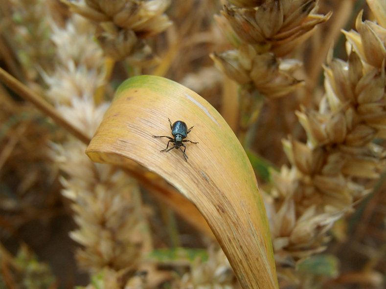 Labību zilais lapgrauzis.