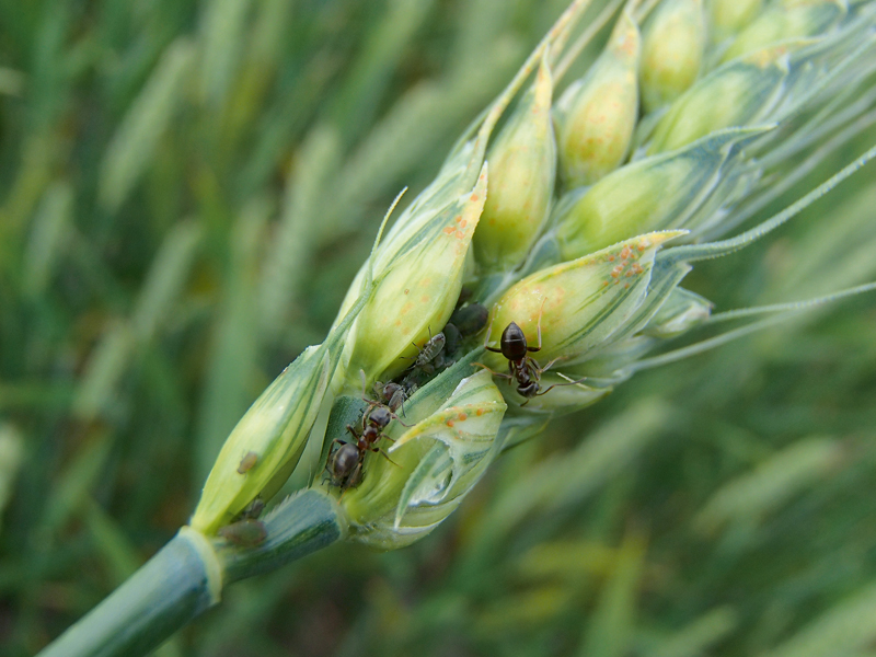 Laputis kviešu vārpā.