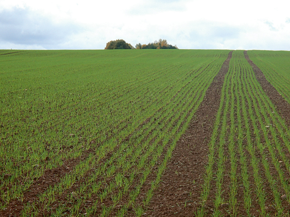 Veselīgs tritikāles sējums.