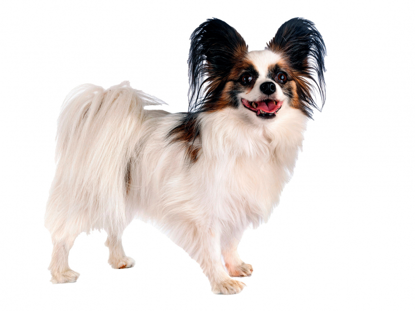 Papiloni ir dzīvespriecīgi, sabiedriski, modri un draudzīgi suņi.