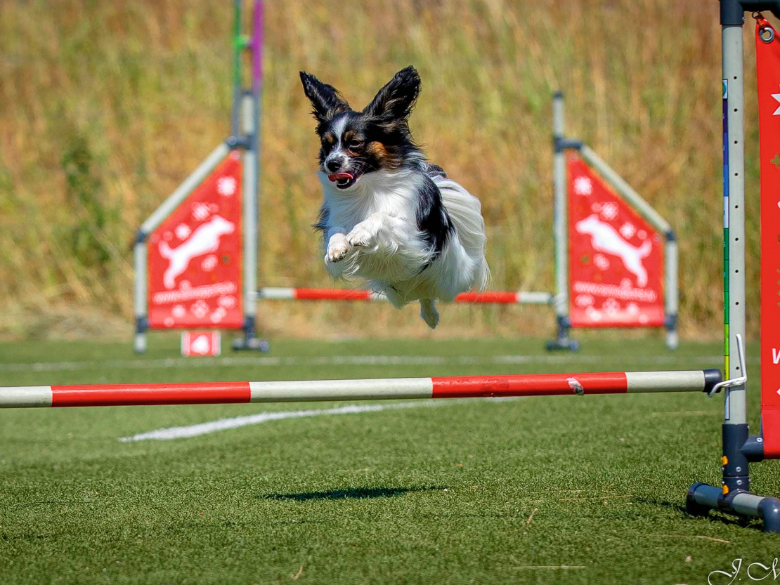 Adžiliti sporta veids piemērots visu vecumu un šķirņu suņiem, arī sportiskajam papilonam.