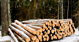 Darījums – kokmateriālu vai augošu cirsmu piegāde, būs ar PVN apliekams, ja tiks veikts saimnieciskās darbības ietvaros un pārsniegs 40 000 eiro. 