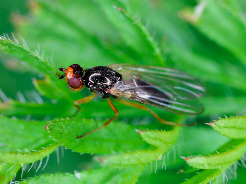 Burkānu muša sāk lidot ābeļu ziedēšanas laikā, olas dēj zem augsnes piciņām jauno burkānu augu tuvumā.