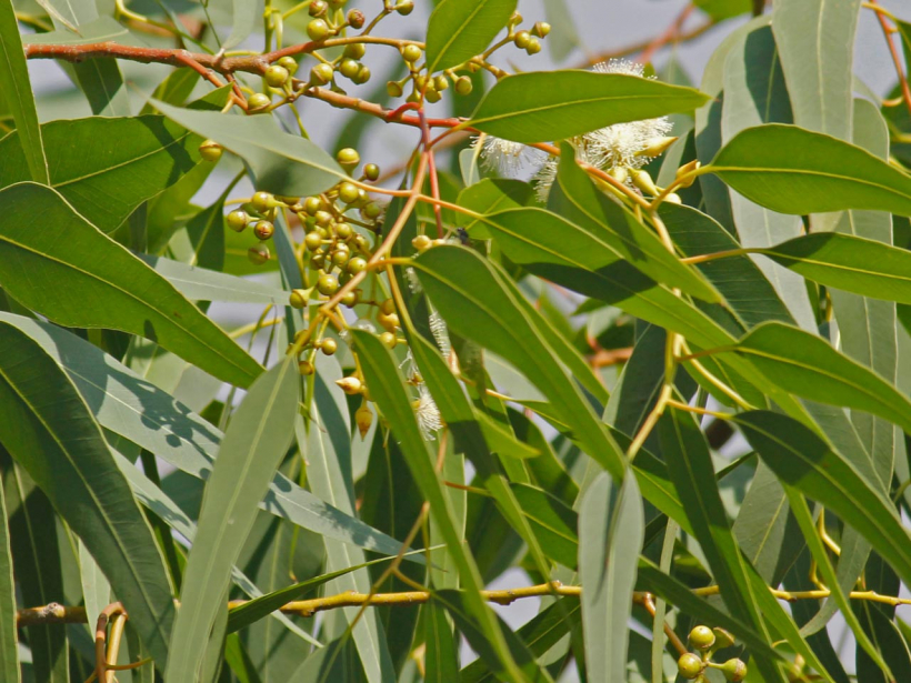 Citronu eikalipts.