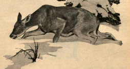 Ilustrācija izdevumā "Mednieks un Makšķernieks" (01.10.1927.).