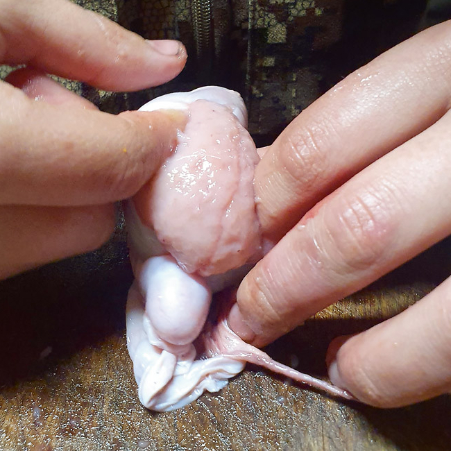 Pirksts jāaizbāž aiz plēves un ar nagu jāsāk atdalīt sēklinieka masu no plēves.