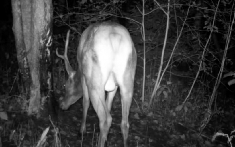 Brieža un mežacūkas pauti ir vērtīgākie, jo tie ir paši lielākie.