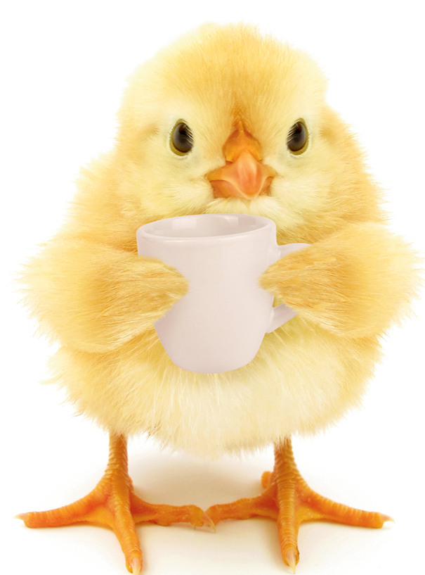 Dzeramo ūdeni ar ābolu etiķi dod reizi nedēļā (5 ml ābolu etiķa uz litru ūdens).