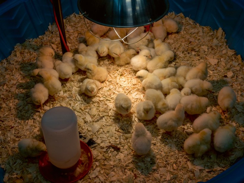 Lielākā problēma cāļu audzēšanai aukstā laikā – vajag speciālu siltu telpu.