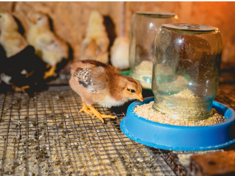 Barot sāk ar putraimiņiem, nevis olu vai baltmaizi.