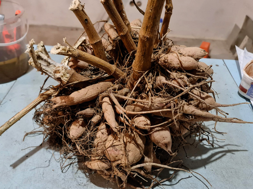 Nesadalīts dāliju cers.