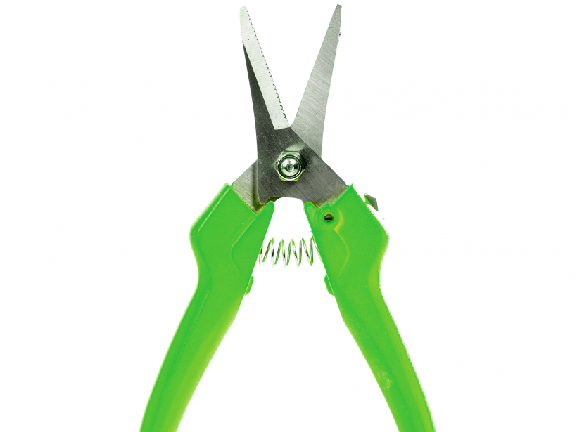 Gumu sadalīšanai izmanto dārza šķēres ar spiciem galiem.