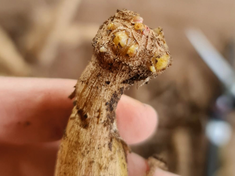 Uz guma labi redzamas pumpuru vietas, kuras nedrīkst nogriezt.