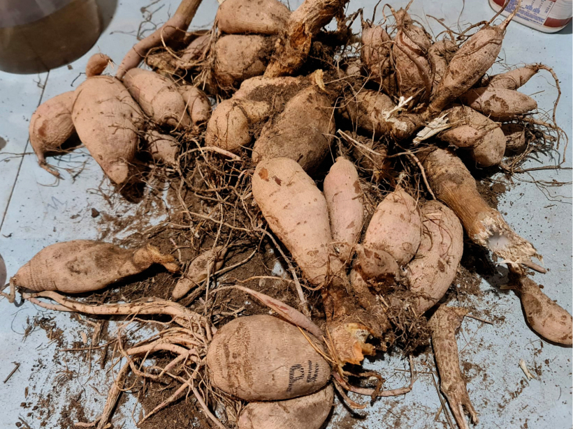 Ar rokām sadalīts dālijas cers.