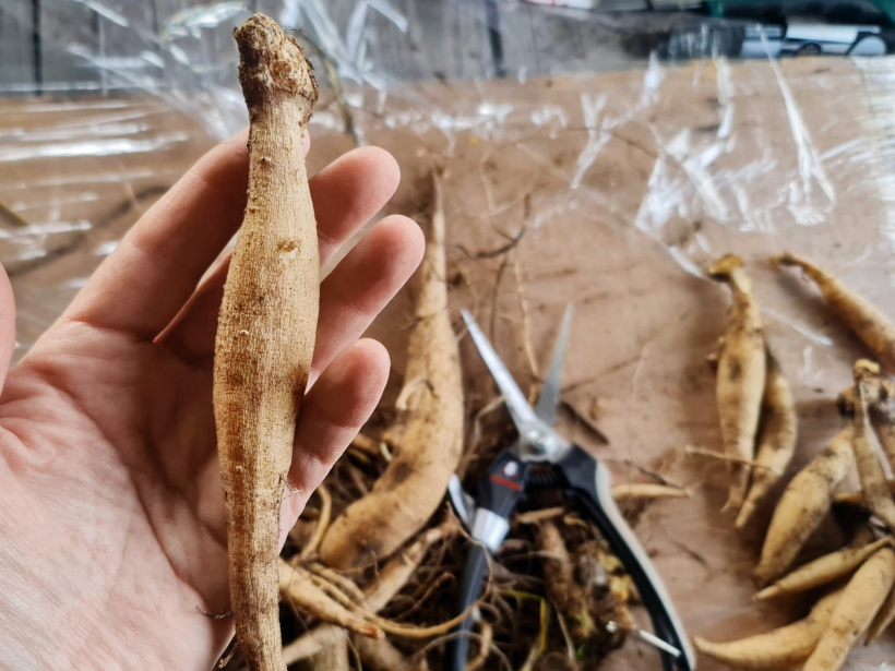 Dālijas gums sagatavots glabāšanai.