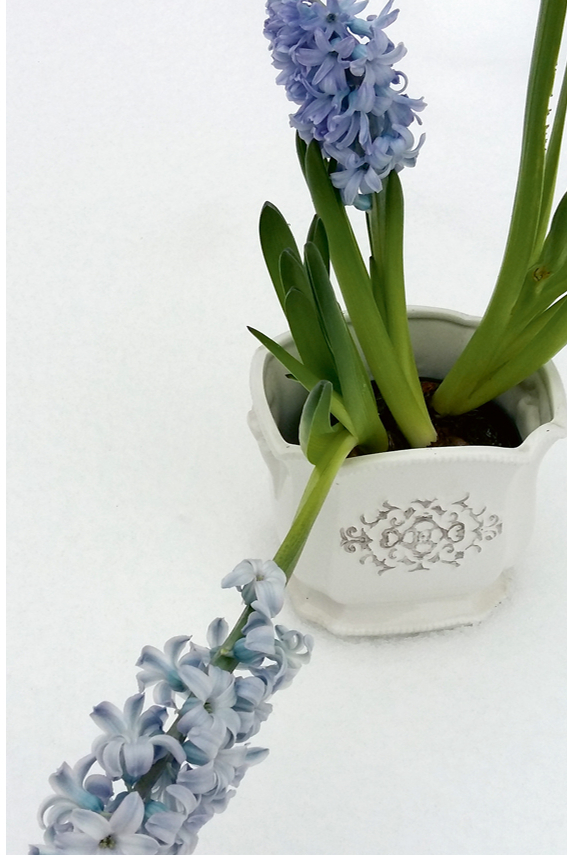 Hiacintei podiņā vajadzīgs balsts, citādi tā izgāžas.