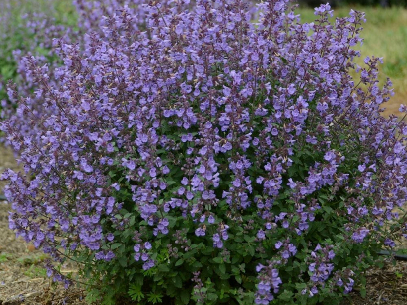 Fāsena kaķumētra.
