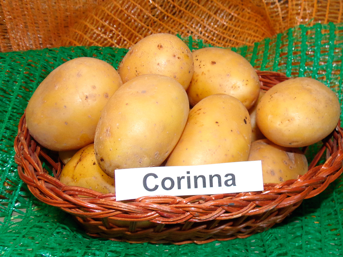 'Corinna'.