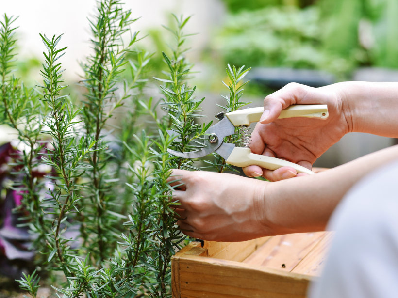 Rozmarīns ne vien vizuāli atgādina egles zariņu, bet arī tā aromāts un garša sasaucas ar skujām un sveķiem raksturīgo aromātu un garšu.