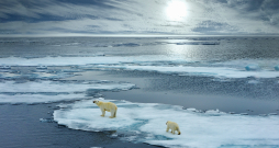 Klimata sasilšana un ledāju kušana ļoti nopietni apdraud arī polārlāču izdzīvošanu. Zinātnieki brīdina – ja tā turpināsies, tad jau līdz 2100. gadam baltie lāči varētu izzust pavisam.