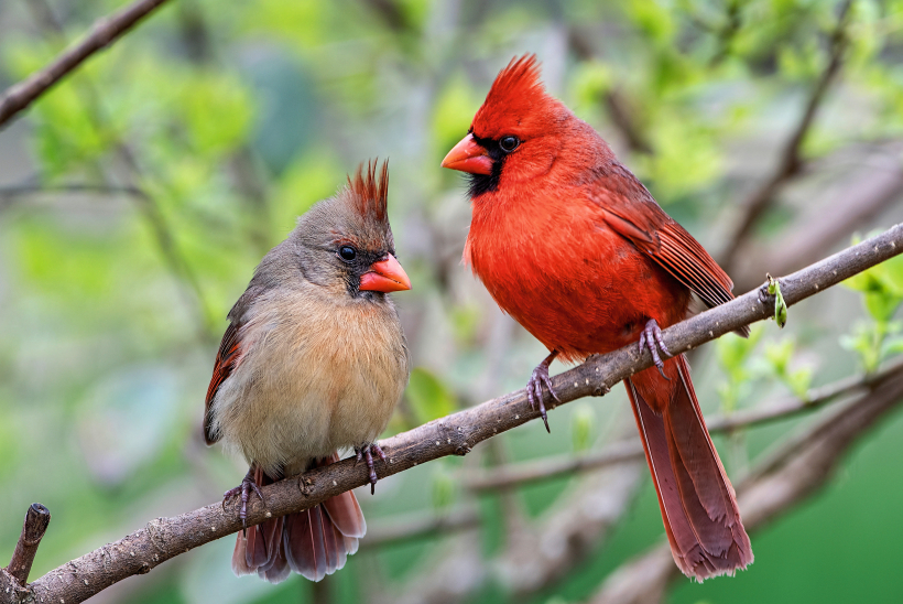 Daudzu dzīvnieku sugu tēviņiem ir ļoti košs apspalvojums un virkne citu īpašību, kas sekmē mātīšu uzmanības piesaistīšanu. Ziemeļu kardināla tēviņš un mātīte.