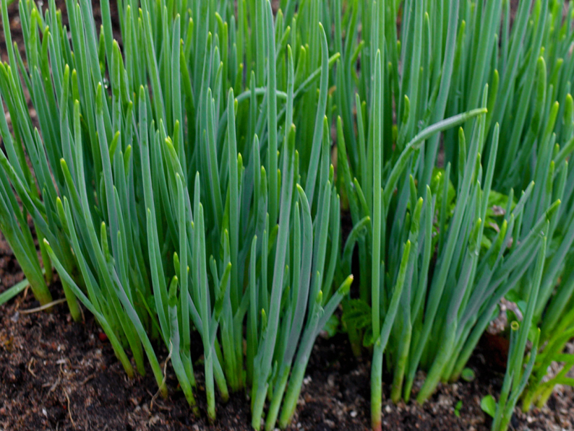 Maurloki (Alium schoenoprassum L.).
